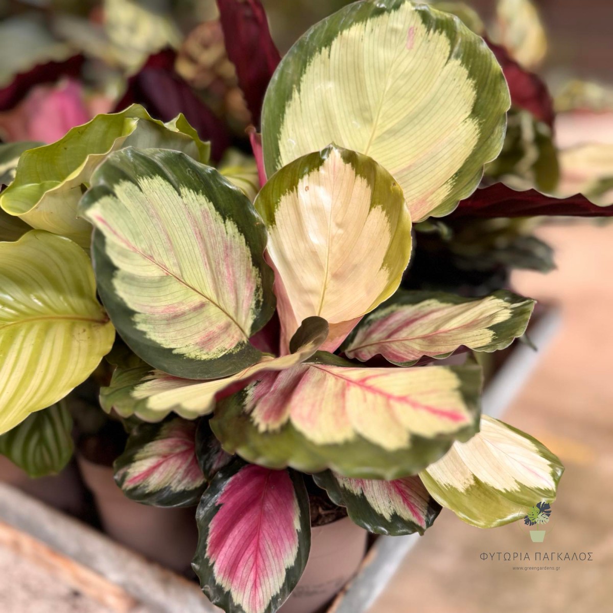 Καλαθέα (Calathea spp.) - 4